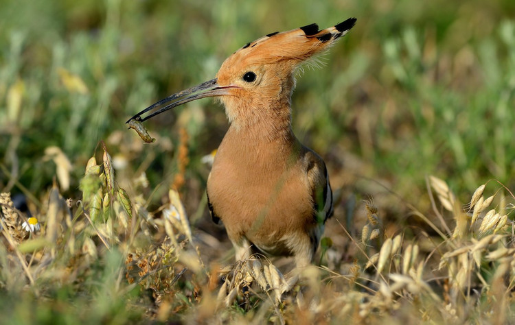 Me man ve dep hang top the gioi cua chim dau riu Viet Nam-Hinh-8