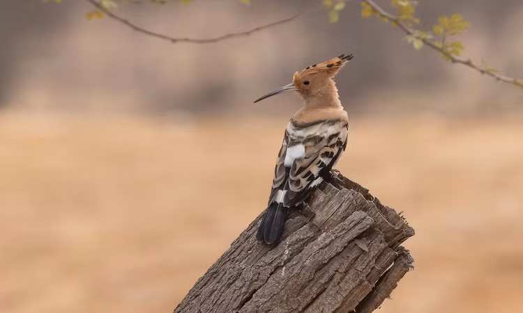 Me man ve dep hang top the gioi cua chim dau riu Viet Nam-Hinh-7