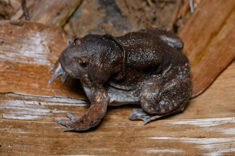 Cận cảnh loài ếch trông như sinh vật ngoài hành tinh của Việt Nam - Hình 5 Can canh loai ech trong nhu sinh vat ngoai hanh tinh cua Viet Nam-Hinh-5