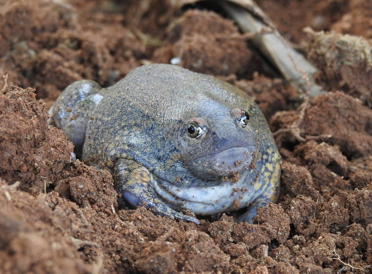 Cận cảnh loài ếch trông như sinh vật ngoài hành tinh của Việt Nam - Hình 6 Can canh loai ech trong nhu sinh vat ngoai hanh tinh cua Viet Nam-Hinh-6