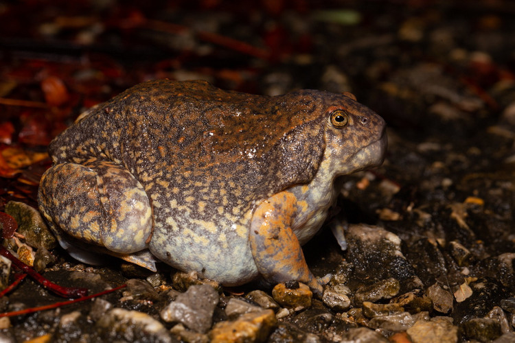 La lung loai ech trong nhu sinh vat ngoai hanh tinh cua Viet Nam-Hinh-7