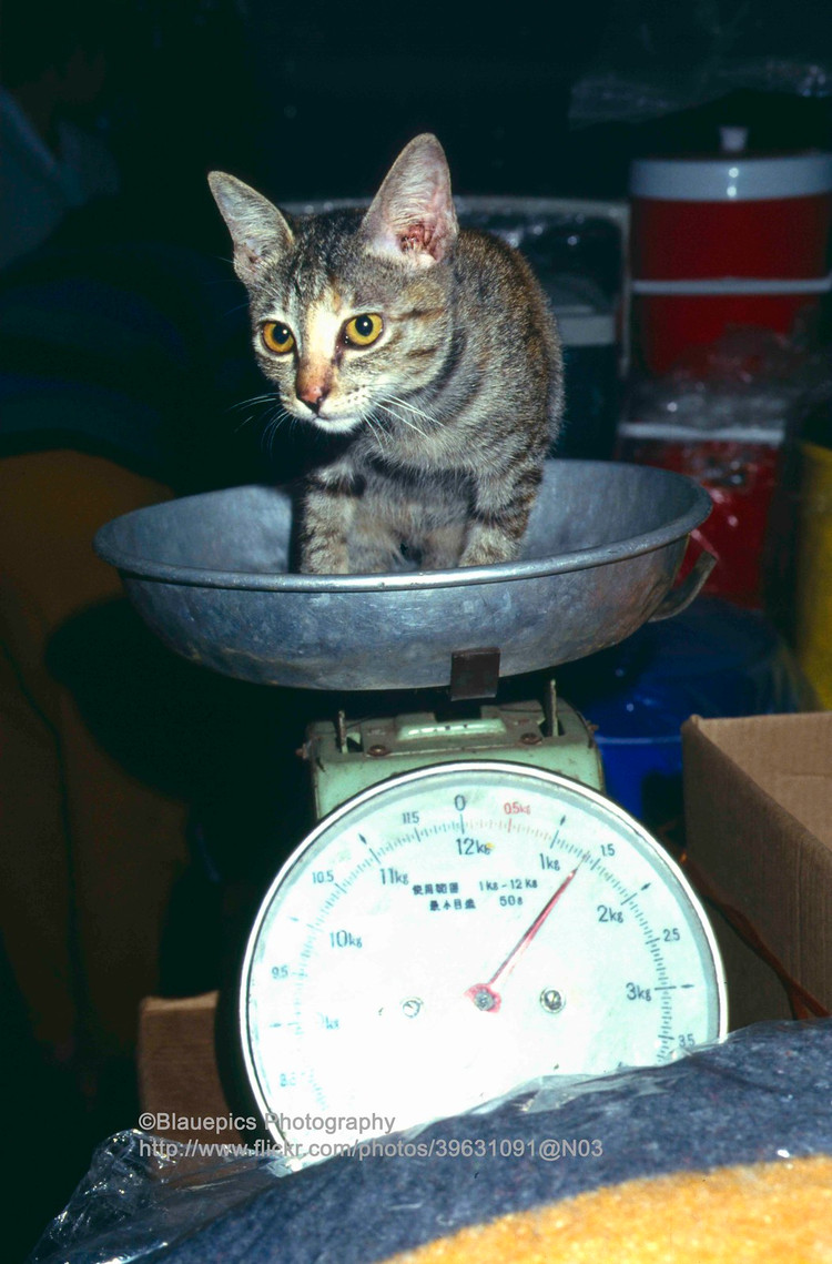 Anh kho quen ve cuoc song o thu do Campuchia ba thap nien truoc-Hinh-15