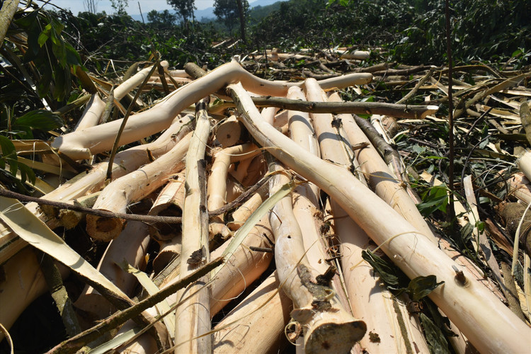 Hơn 40 tấn keo tràm bị các đối tượng chặt trộm đem bán.