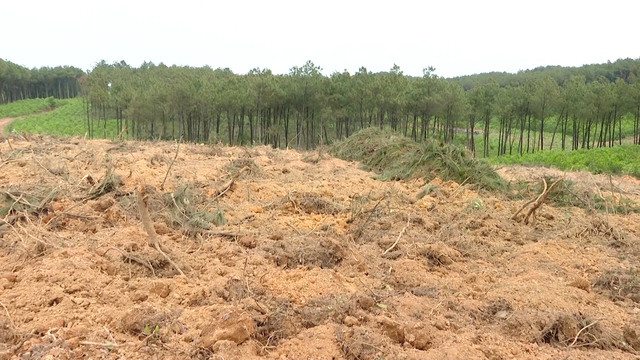 Hiện trường vụ chặt phá rừng...