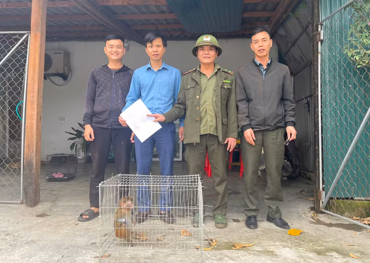 Cá thể khỉ vàng được anh Võ Xuân Sỹ bàn giao cho lực lượng chức năng.