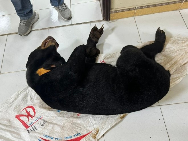 Cá thể gấu chó được các đối tượng mua từ Lào về Việt Nam tiêu thụ.