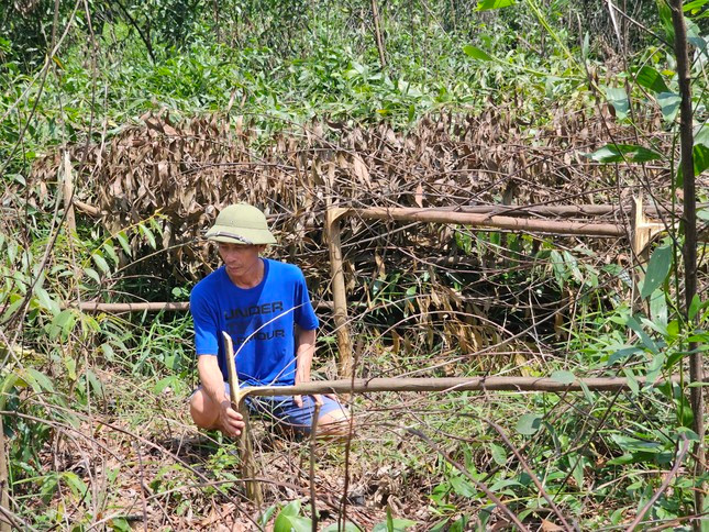 Rừng keo của gia đình ông Nguyễn Hữu Châu bị chặt phá tan nát.
