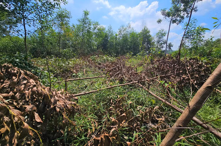 Với hơn 3.000 cây keo bị chặt phá, ước tính gia đình ông Châu bị thiệt hại khoảng 40 triệu đồng.