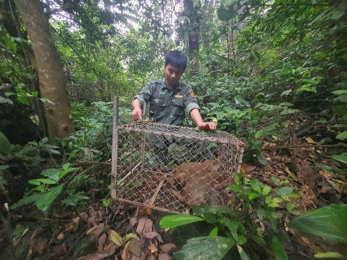 Nhiều cá thể động vật quý hiếm được thả về môi trường tự nhiên.