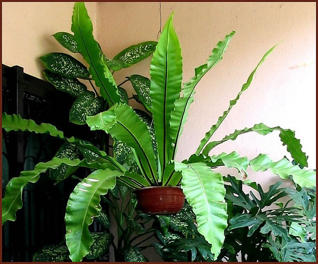 Ky thu loai cay giong het to chim, trong lam canh cuc dep-Hinh-5