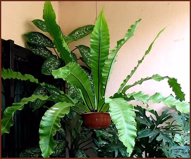 Ky thu loai cay giong het to chim, trong lam canh cuc dep-Hinh-5