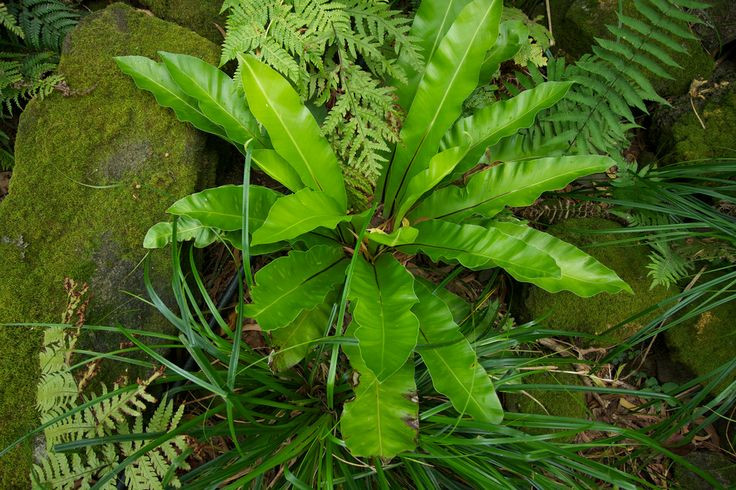 Ky thu loai cay giong het to chim, trong lam canh cuc dep-Hinh-2