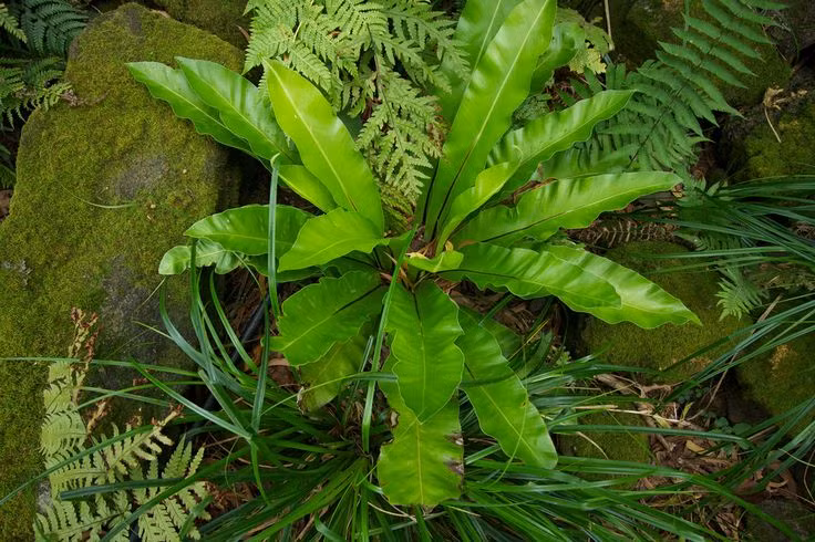 Ky thu loai cay giong het to chim, trong lam canh cuc dep-Hinh-2