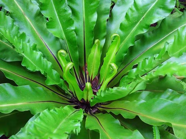 Ky thu loai cay giong het to chim, trong lam canh cuc dep-Hinh-8