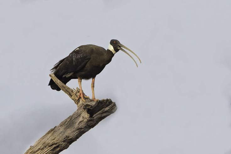 Ngo ngang chim quy biet tich nhieu nam bat ngo tai xuat o Viet Nam