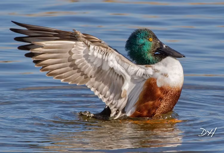 Ngo ngang chim quy biet tich nhieu nam bat ngo tai xuat o Viet Nam-Hinh-2