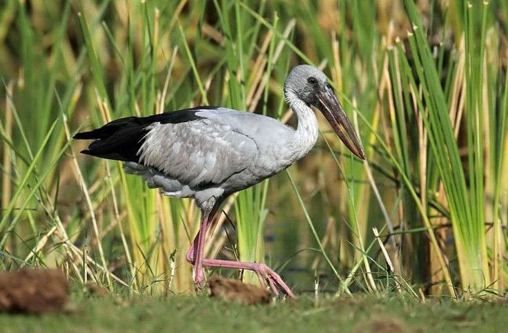 Top su that ly thu ve co nhan vua xuat hien o Quang Tri-Hinh-8