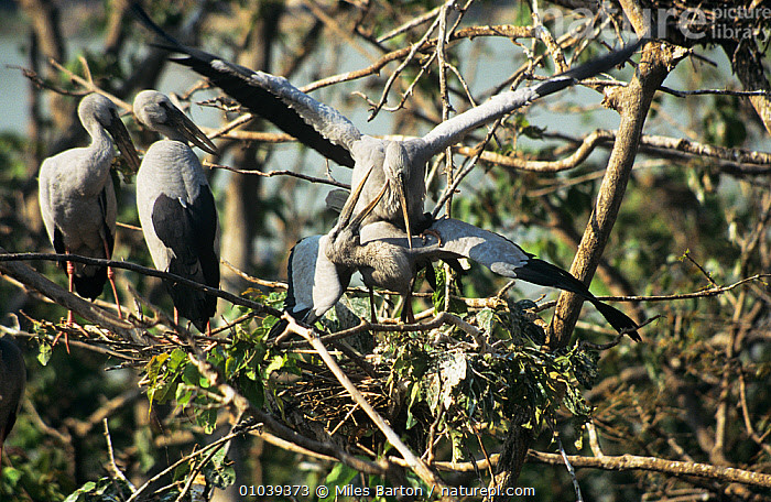 Top su that ly thu ve co nhan vua xuat hien o Quang Tri-Hinh-5
