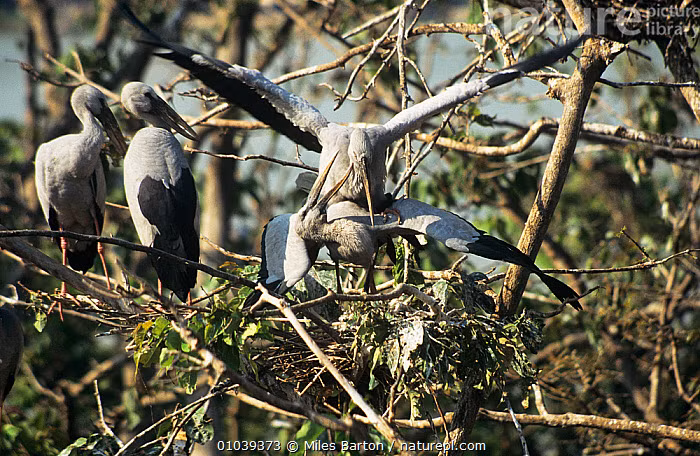 Top su that ly thu ve co nhan vua xuat hien o Quang Tri-Hinh-5