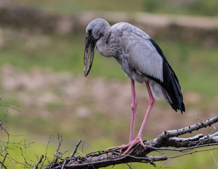 Top su that ly thu ve co nhan vua xuat hien o Quang Tri-Hinh-2