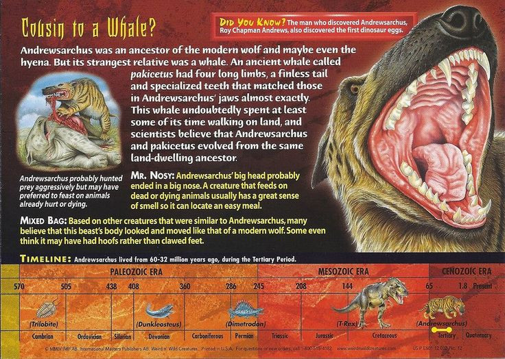 Sức mạnh kinh hoàng của loài thú săn mồi lớn nhất từng tồn tại - Hình 8 Suc manh kinh hoang cua loai thu san moi lon nhat tung ton tai-Hinh-8