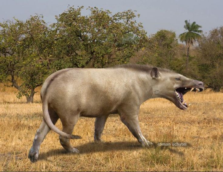 Sức mạnh kinh hoàng của loài thú săn mồi lớn nhất từng tồn tại - Hình 5 Suc manh kinh hoang cua loai thu san moi lon nhat tung ton tai-Hinh-5