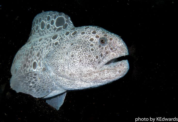 Ky thu loai vat duoc menh danh “cho soi” duoi long dai duong