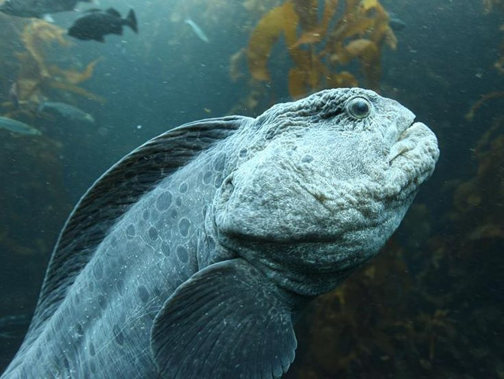 Ky thu loai vat duoc menh danh “cho soi” duoi long dai duong-Hinh-4