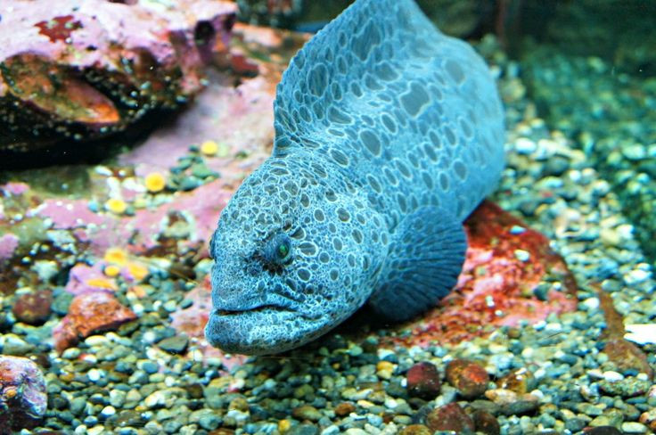 Ky thu loai vat duoc menh danh “cho soi” duoi long dai duong-Hinh-7