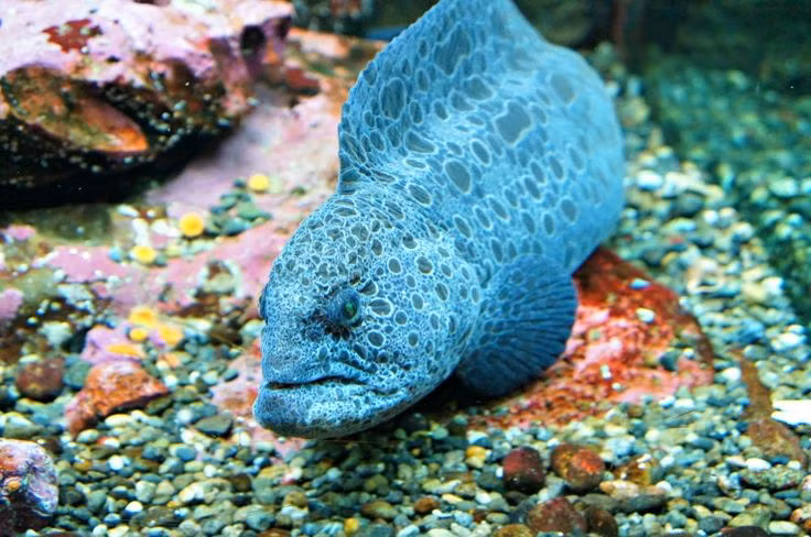 Ky thu loai vat duoc menh danh “cho soi” duoi long dai duong-Hinh-7