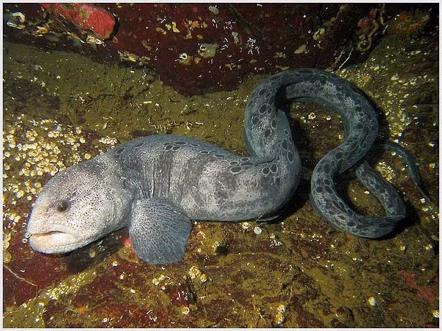 Ky thu loai vat duoc menh danh “cho soi” duoi long dai duong-Hinh-8