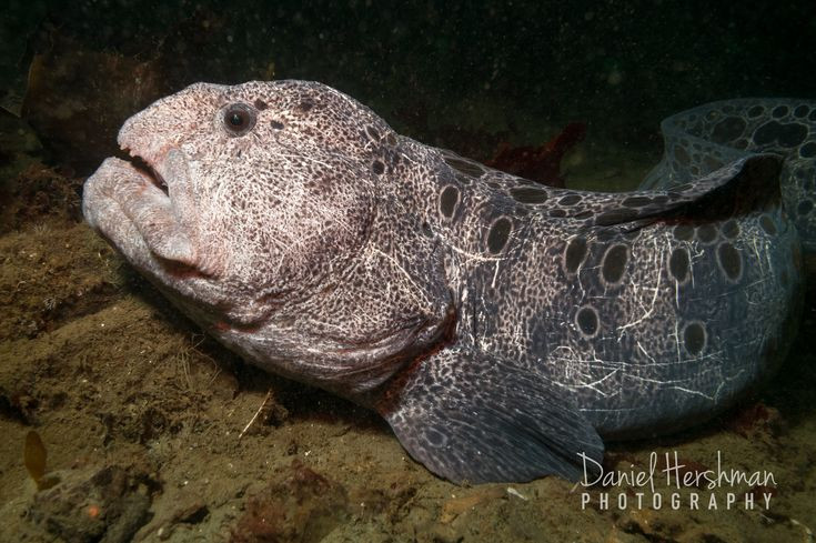 Ky thu loai vat duoc menh danh “cho soi” duoi long dai duong-Hinh-5