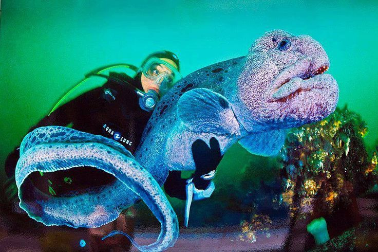 Ky thu loai vat duoc menh danh “cho soi” duoi long dai duong-Hinh-6