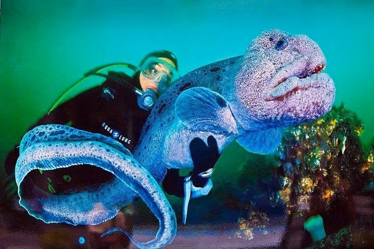 Ky thu loai vat duoc menh danh “cho soi” duoi long dai duong-Hinh-6