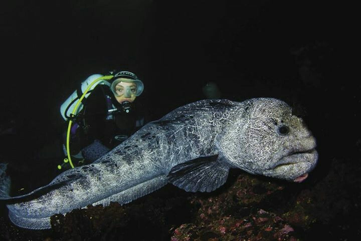 Ky thu loai vat duoc menh danh “cho soi” duoi long dai duong-Hinh-3