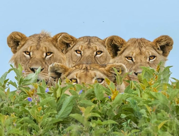 Nhung dong vat di san tap the khien con moi khiep via-Hinh-7