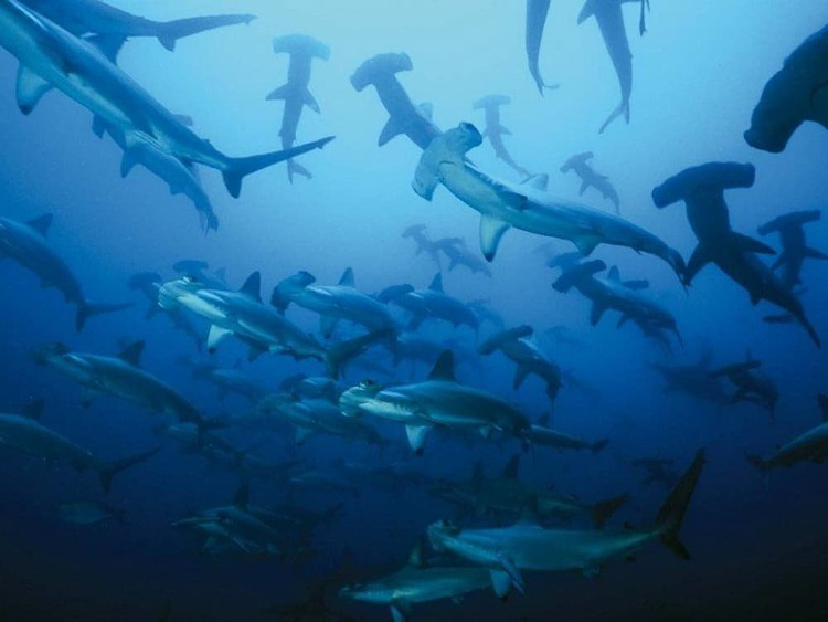 Nhung dong vat di san tap the khien con moi khiep via-Hinh-6