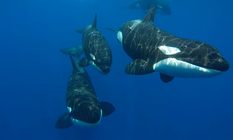 Nhung dong vat di san tap the khien con moi khiep via