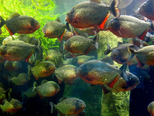 Nhung dong vat di san tap the khien con moi khiep via-Hinh-3