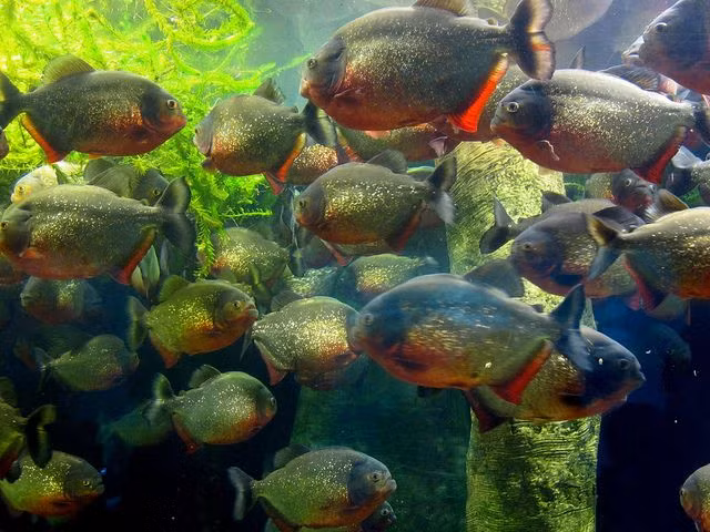 Nhung dong vat di san tap the khien con moi khiep via-Hinh-3