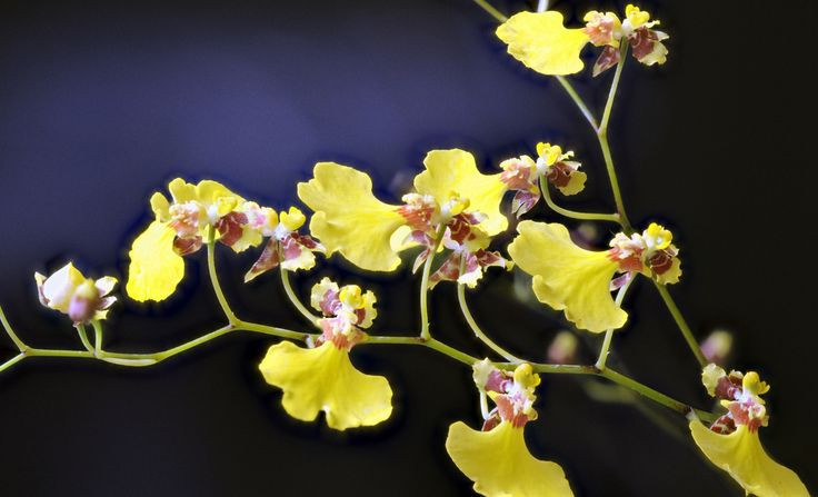 Ky thu loai hoa trong nhu vu nu nhay mua, nhieu nguoi san lung-Hinh-4