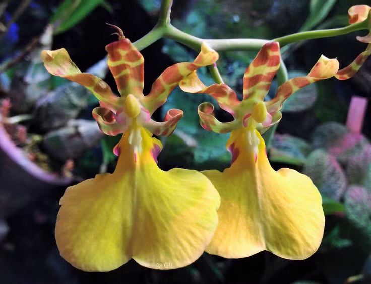 Ky thu loai hoa trong nhu vu nu nhay mua, nhieu nguoi san lung-Hinh-8