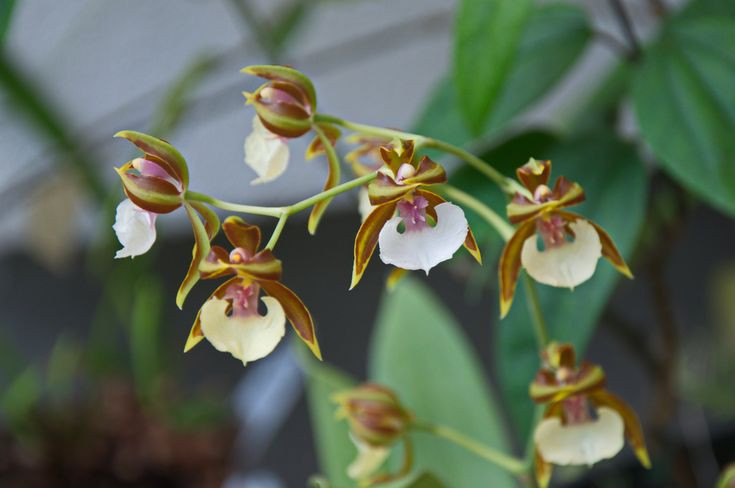 Ky thu loai hoa trong nhu vu nu nhay mua, nhieu nguoi san lung-Hinh-5