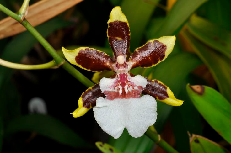 Ky thu loai hoa trong nhu vu nu nhay mua, nhieu nguoi san lung