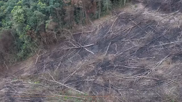 Nhiều diện tích rừng bị đốt phá nghiêm trọng.