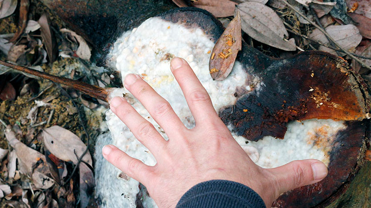 Thân cây đang còn rỉ nhựa...