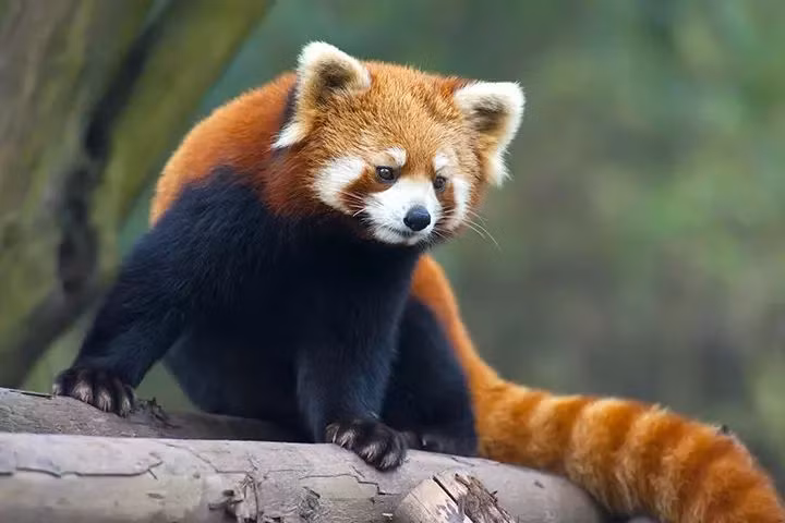 Loat su that thu vi it nguoi biet ve loai gau truc do-Hinh-5