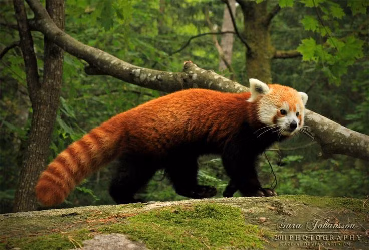 Loat su that thu vi it nguoi biet ve loai gau truc do
