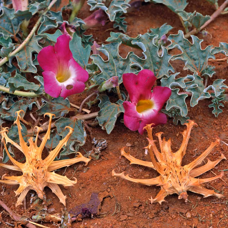 Can canh loai cay “mong cua quy du”, bi ca the gioi san lung-Hinh-2