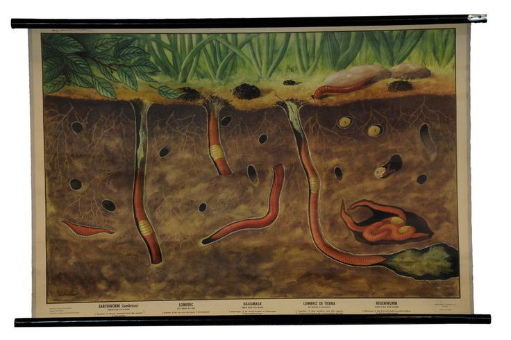 Can canh loai giun dat dai 3 met, phat ra tieng keu ky la-Hinh-4